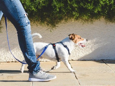 Renovació de la terra dels parcs canins