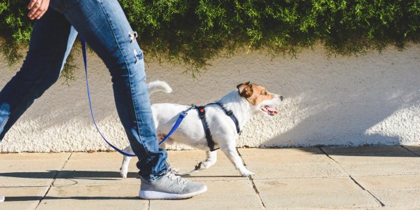 Renovació de la terra dels parcs canins