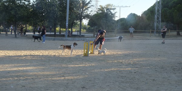 816 sanciones en seis meses por no cumplir la normativa de censar los perros adecuadamente