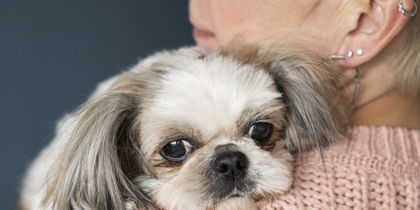 Cornellà se suma al proyecto VIOPET, para acoger a animales de mujeres víctimas de violencia machista
