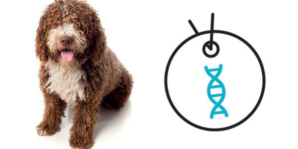 Identifica a tu perro con chip y ADN, por seguridad y por civismo