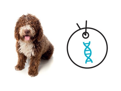Identifica a tu perro con chip y ADN, por seguridad y por civismo