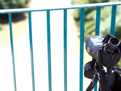 Los pájaros de Cornellà, el tema del concurso de fotografía amateur de este año
