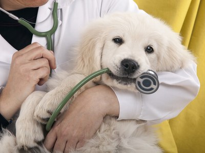 Tu perro se tiene que censar genéticamente